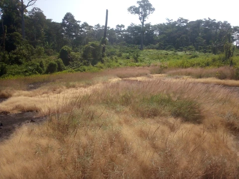 Məɓúgwon à Gouekong