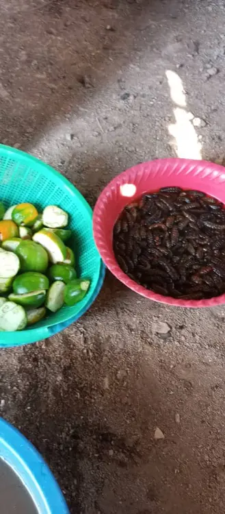 L'aubergine et les chenilles comestibles pour le mbol 